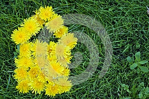 Dandelion Flowers in form of House