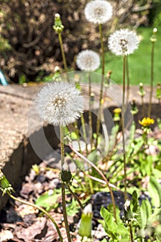 dandelion flowers, garden weeds, selective focus. Summer background