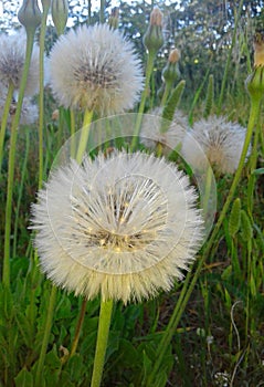 Dandelion flowers in the grass details closeup