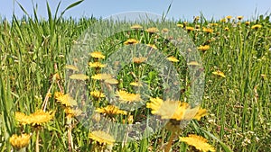 Dandelion flowers and grass field