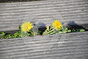Dandelion flowers growing beetween wooden floor