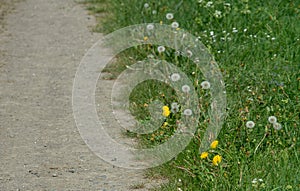 Dandelion flowers beside hicking path