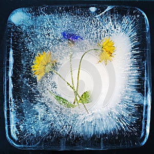Dandelion flowers are ice-bound due to severe frost. Background for greeting card or banner.