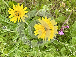 Dandelion flowers with insects