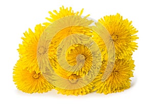 Dandelion flowers isolated