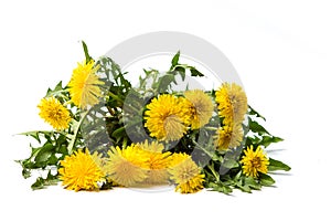 Dandelion flowers isolated on white