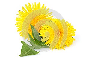 Dandelion flowers with leaf, isolated