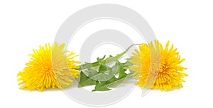 Dandelion flowers and leaves