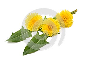 Dandelion flowers and leaves