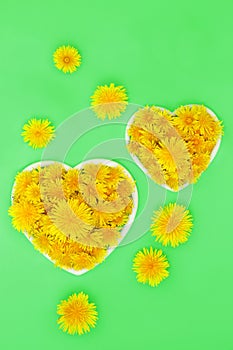 Dandelion Flowers for Low Cholesterol and Blood Pressure
