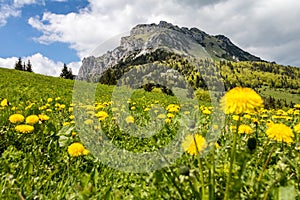 Dandelion flowers on mountain spring meadow and peak Big Rozsutec