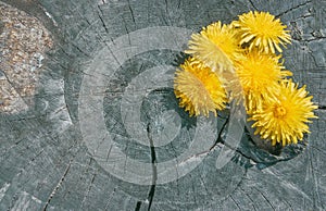 Dandelion Flowers On The Old Wooden Background