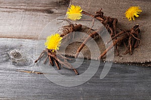 Dandelion flowers and roots on fabric and vintage wooden background with copy space, medicinal herbs, herbal medicine, traditional