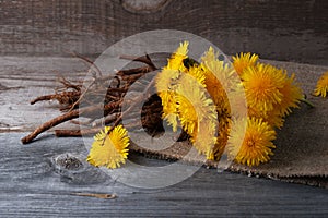 Dandelion flowers and roots on  vintage wooden background, medicinal herbs, herbal medicine, traditional medicine, natural