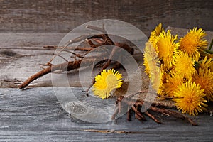 Dandelion flowers and roots on  vintage wooden background, medicinal herbs, herbal medicine, traditional medicine, natural