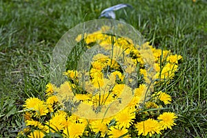 Dandelion flowers are scattered from a glass jar in the form of a yellow path on a background of green grass. Spring decor