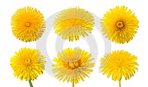 Dandelion flowers set