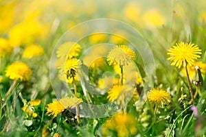 Dandelion flowers - Spring flower