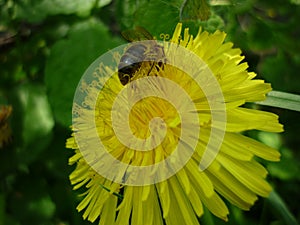 Dandelion