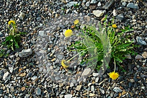 Dandelion flowers stone ground. View from above