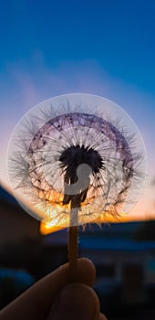 Dandelion flowers sunset