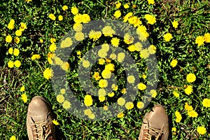 Dandelion flowers underfoot