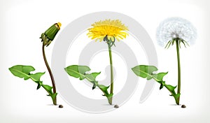 Dandelion flowers, vector icon set