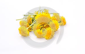 Dandelion flowers on a white background