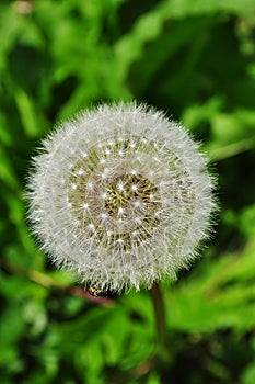 Dandelion flowers white color