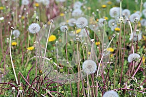 Dandelion Flowers with White Fluffy Heads Full of Seeds Ready to Fly