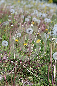 Dandelion Flowers with White Fluffy Heads Full of Seeds Ready to Fly