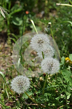 Dandelion fluff