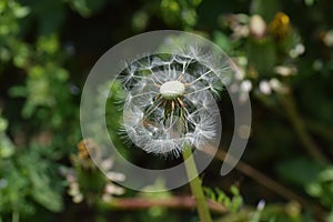 Dandelion fluff