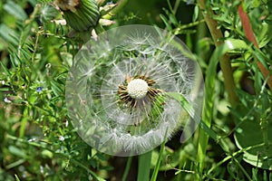 Dandelion fluff