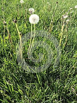 Dandelion with fluff