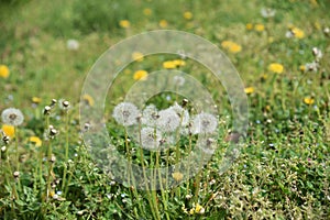 Dandelion fluff