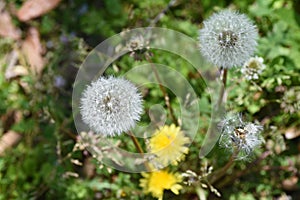 Dandelion fluff.