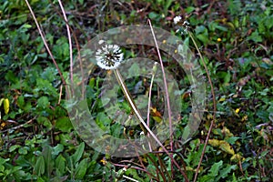 Dandelion fluff.