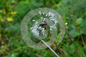 Dandelion fluff.