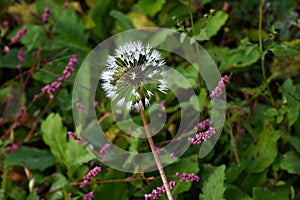 Dandelion fluff.