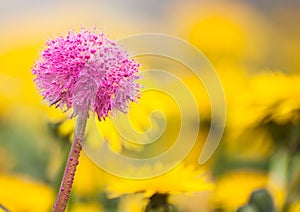 Dandelion fluff