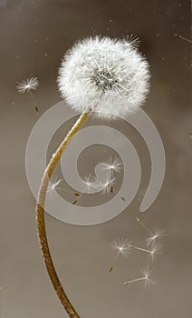 Dandelion with fluff