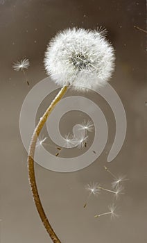 Dandelion with fluff photo