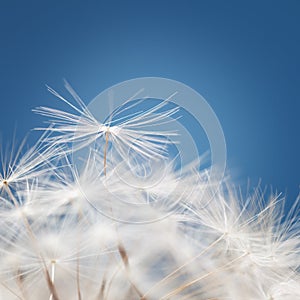 Dandelion fluff