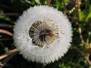 Dandelion fluff