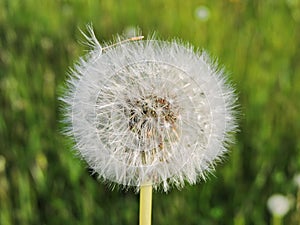 Dandelion fluff