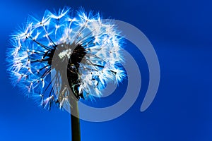 Dandelion fluff