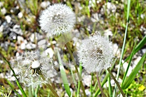 Dandelion fluff. Asteraceae perennial plants.