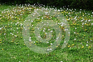 Dandelion fluff. Asteraceae perennial plants.