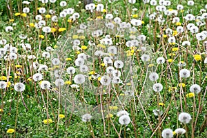 Dandelion fluff. Asteraceae perennial plants.
